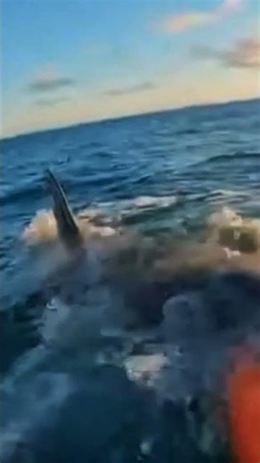 #WildlyHuman #Animals #AI #Viral