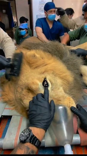 ᴠᴇᴛ ᴀʀɢᴇɴᴛᴜᴍ | Re-Posted • @andresfsilvap Orotracheal Intubation in an African Lion (Panthera leo) - What happens if direct laryngoscopy fails? Let's... | Instagram