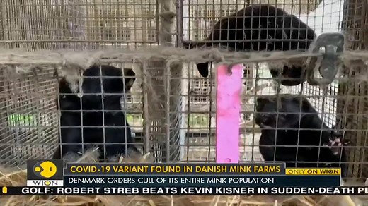 #COVID19 was recently found in five mink farms in Denmark and infected 12 people. Following this, Denmark ordered a cull of its entire mink population. Now, hundreds of farmers and mink breeders are protesting against the cull. Hem Saroya joins in with more details | WION