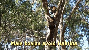 Koalas have a rich and subtle range of postures, body language and vocal communication to keep our society safe and comfortable. We don't want to fight - it is painful. But we can't tolerate others competing with us for food or mates. So we have come up with some strategies to prevent fights. This video shows me implementing one of them - the "personal-space invasion" warning. Interested? Read more on my blog koalaclancy.wordpress.com | Koala Clancy