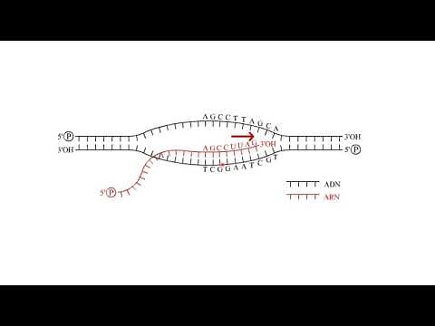 The different strands during transcription