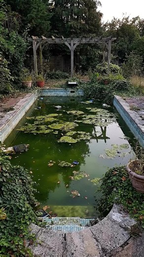 Amazing Pool Transformation: From Filthy to Fresh 💦