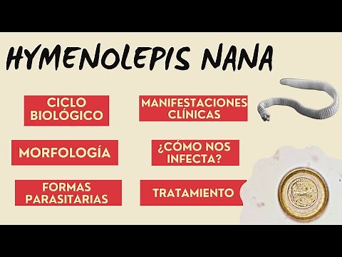 HYMENOLEPIS NANA l HYMENOLEPIS NANA CICLO DE VIDA l HYMENOLEPIS NANA PARASITOLOGÍA l H.NANA PARASITO