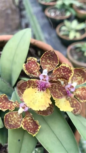 TIGER PAW ( ANGGREK MACAN ) 😍😍😍