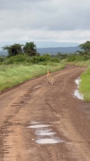 Lion ambush springbok 😱 #wildlife #safari #animal #hairhack #shorts #papercraft #baby #handtattoo #lion #animals | Fyado fun