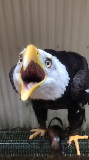 25K views · 741 reactions | The symphony of the wild  Listen to the mesmerizing sounds of nature — pure, peaceful, and powerful. ✨ #AnimalWorld #WildlifeSounds #NatureVibes #BirdsOfTheWorld #AmazingAnimals | animal world | Facebook