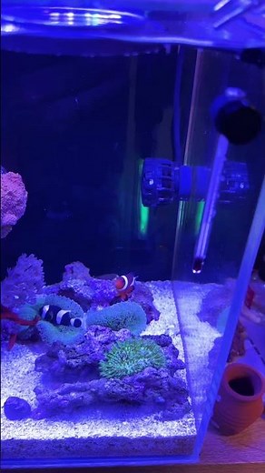イボハタゴイソギンチャクを育てるホワイトチップクマノミ #クマノミ #イソギンチャク #モフモフ