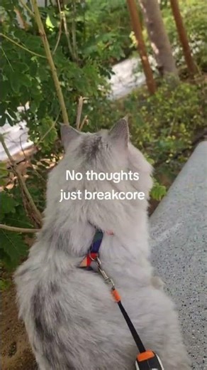 Cats think in breakcore