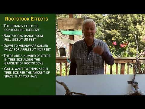 What is Fruit Tree "ROOTSTOCK" and Why is it So Important?