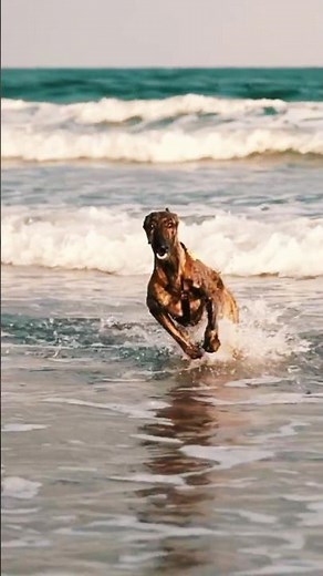 The Fastest Dog on Earth 🐕💨 | Greyhound Speed in Action