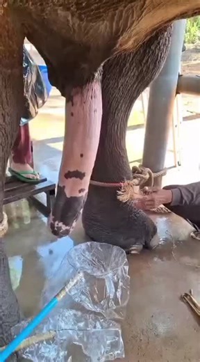 Elephant Musth: Male Reproductive Behavior Explained