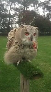 373K views · 10K reactions | On a scale from 1 - 10 how beautiful is this OWL  | Animals Have Soul | Facebook