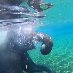 Samudra is one in a melon. | Oregon Zoo