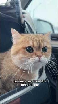 tooth extraction 🦷🐱 #cat #teethremoval #vet