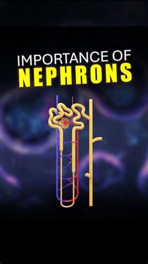 TOPICS by Naveen kumawat on Instagram: "Have you ever heard about Nephrons? | #reels #biology #animation #science"