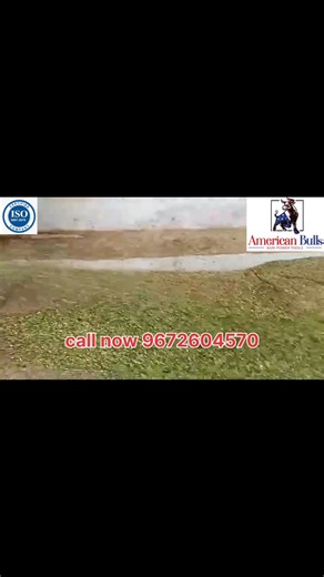 chaff cutter machine #ChaffCutter #ElectricChaffCutter #MahaveerMachines #राजधानीमशीनरी #किसानकीशक्ति #पशुपालन #देसीजुगाड़ #कृषिउपकरण #किसानभाई #DairyFarmingIndia #RajasthanFarmers | American Bulls - Agri Power Tools