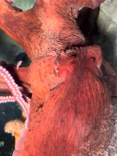 Incredible Giant Pacific Octopus: Nature's Marvel