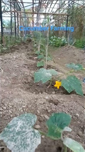 Cucumber Farming in Tunnel | Fast Growing Plants 🌱 #shorts
