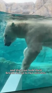 Happy #PolarBearWeek! Did you know Polar bears are considered marine mammals? Their scientific name, Ursus maritimus, translates to “sea bear,” a fitting title for an animal that spends so much time in the ocean! These bears are expert swimmers, using their large, webbed paws as paddles to glide through the chilly waters of the Arctic. #SaveOurSeaIce | Brookfield Zoo Chicago
