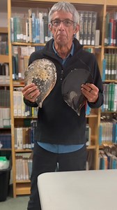 19K views · 657 reactions | Today, learn about the Flag Pen Shell (혈혵혳혪혯혢 혷혦혹혪혭혭혶혮) with Dr. José Leal. #shells #shellmuseum #sanibel #flagpenshell #atrinavexillum | Bailey-Matthews National Shell Museum & Aquarium | Facebook