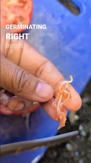 VIVIPARY: A fascinating phenomenon!