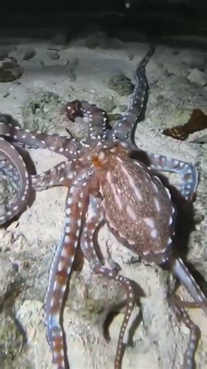 Octopus Glides Through Water Like a Ghost
