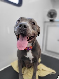 ✨ Take a peek inside our mobile grooming trailer! ✨ We started Mom N Pup Mobile Grooming to give dogs a comfortable grooming experience.. right at your doorstep. Plenty of space, lots of love, and a calm environment for your fur baby. 🐾💙 We come to you. You relax. Your dog gets pampered. 🛁✂️ #MomNPupMobileGrooming #MobileGrooming #DogGroomer #VegasDogs #FurParents #PamperedPup #StressFreeGrooming #DogSpa #SmallBusinessOwners #WomenOwnedBusiness #PetCare #GroomerLife #DogTok #PetTok #DoodleLif