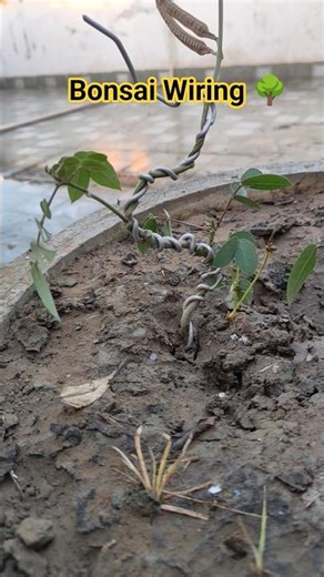 ⭐ Small Bonsai in Training | Wiring to Shape the Plant 🌳✨