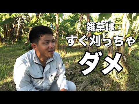 【必見】雑草に困ってる人，これを見て！草刈りのタイミング，活用方法，多年生雑草の生理．