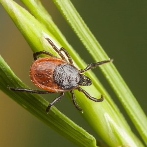 Tick Pest Control