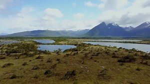 Chile announces biological corridor to protect endangered deer