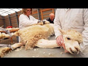 The Amazing Art of Shearing Alpacas 🦙-Processing Alpaca Wool at the Factory -Harvesting Alpaca Fiber