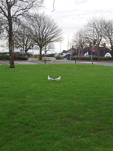 Who has seen the gulls dance ? 😂 Clever buggers spotted me filming them 😂 #seagull #birdslove #funny #gull #nature