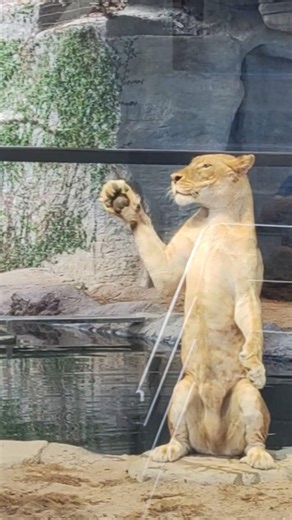 逗大貓，獅子表演 ＃Chiang Mai Night Safari ＃lion