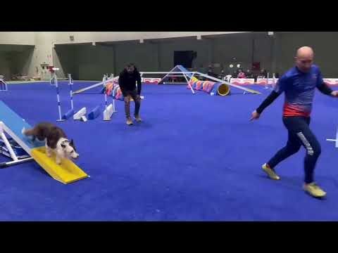 Agility tryouts AWC & EO 2025 by Iván Amez.