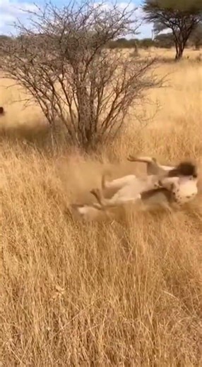 Elephant Obliterates Hyena With a Kick! 🐘💨 #ElephantPower #HyenaVsElephant