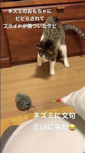 ネズミのおもちゃに腹立って文句言いに来た猫