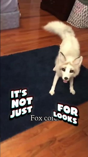 The Life of Red Foxes 🦊 | Clever Hunters of the Wild