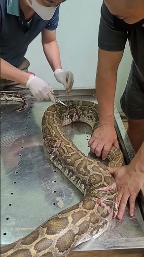 doctor stitched wound for python