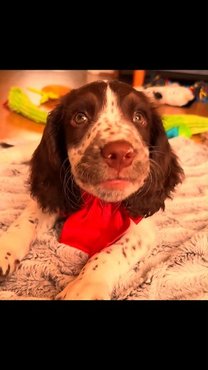 Oh how cute!! 🥰 Tiktok🎥-@ springerspanielbarney | English Springer Spaniel Fans