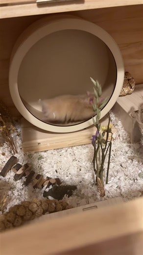 Syrian Hamster Sound: Tippy Taps on the Wheel
