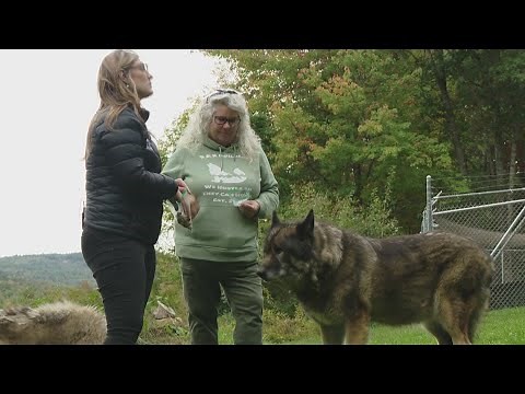 Maine sanctuary gives second chance for rescued wolfdogs