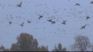 State creates new Open Water Zone for duck hunters