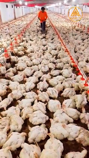 How To Broiler Chicken 🐔 day (28) 20 #aahadtv #shorts