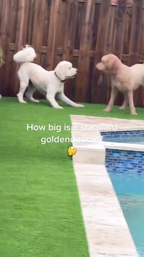 Standard Goldendoodle Size: Explained