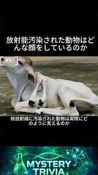 チェルノブイリについて解説 #豆知識 #生物 #雑学 #チェルノブイリ