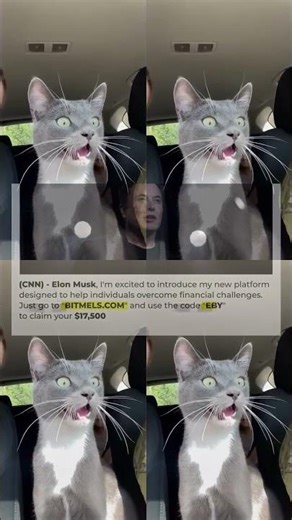 A Spectacular Show of Animal Entertainment 🤩 The Best Funny and Cute Moments 78s