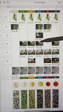 The 6 Tea Types Explained 🍵 One Plant, Six Different Teas