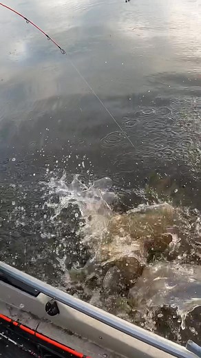 Not a redfish!?!? For full video, check out the YouTube channel. .....#angler #bassfishing #carp #carpfishing #catchandrelease #fish #fishing #fishingaddict #fishingboat #fishingdaily #fishingday #fishingfun #fishingguide #fishingislife #fishinglife #fishinglifestyle #fishinglovers #fishinglure #fishinglures #fishingrod #fishingtime #fishingtrip #fishing🎣 #fishon #flyfishing #kayakfishing #lakefishing #largemouthbass #saltwaterfishing #trout