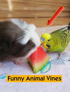 54K views · 821 reactions | Funny Animal Vines | James Maslow | Facebook